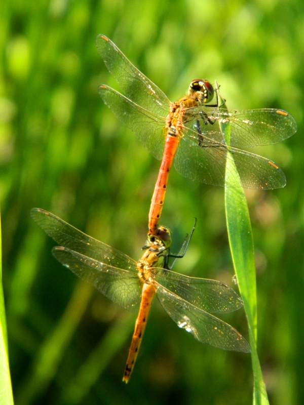 Sympetrum...??